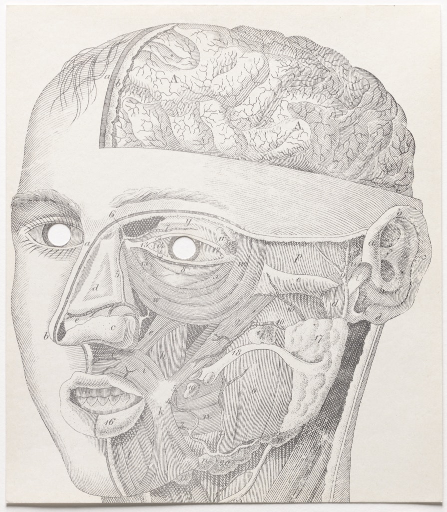 Face Anatomy Mask