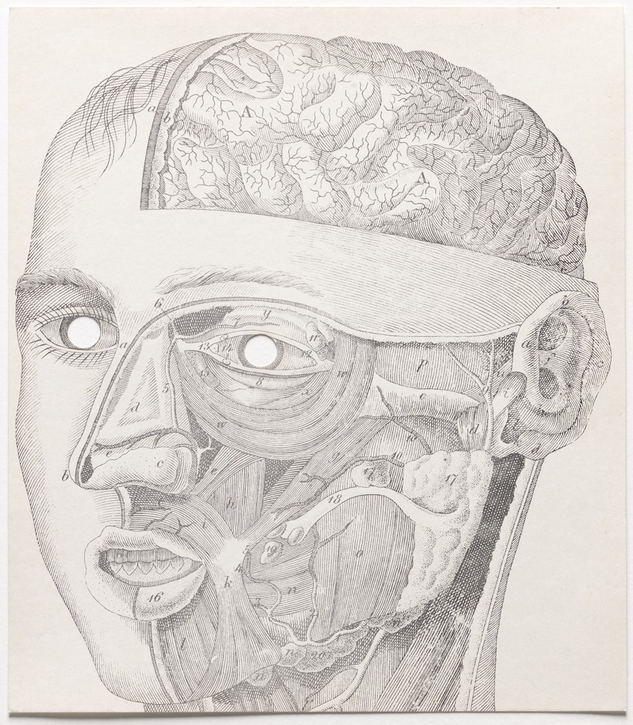Face Anatomy Mask