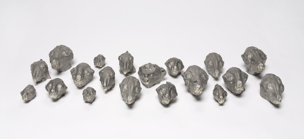 selections from Animal Skulls