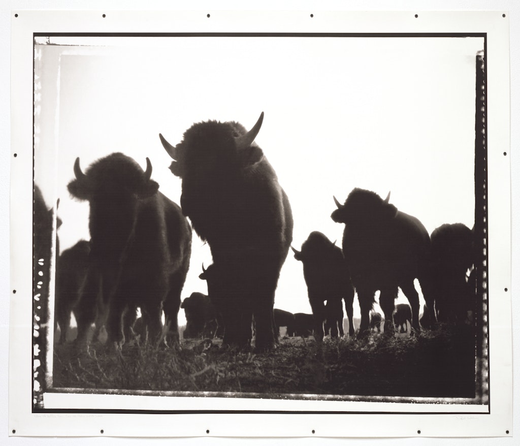 Where the Buffalo Roam from The Rodeo and the West