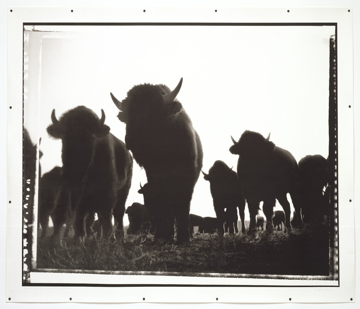 Where the Buffalo Roam from The Rodeo and the West