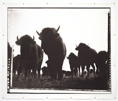 Where the Buffalo Roam from The Rodeo and the West