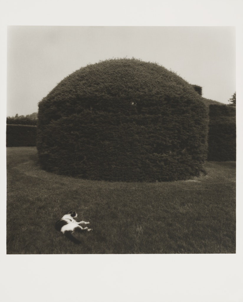 Untitled from Garden Series