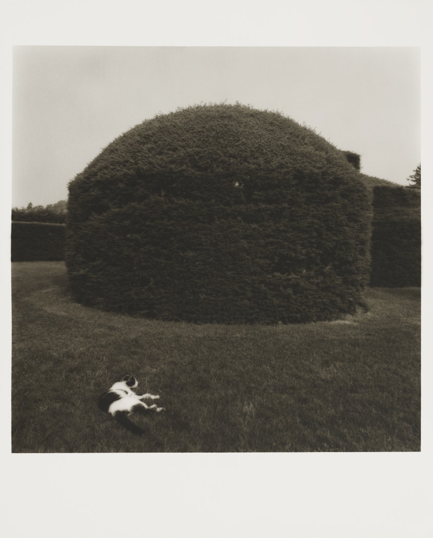 Untitled from Garden Series