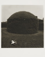 Untitled from Garden Series
