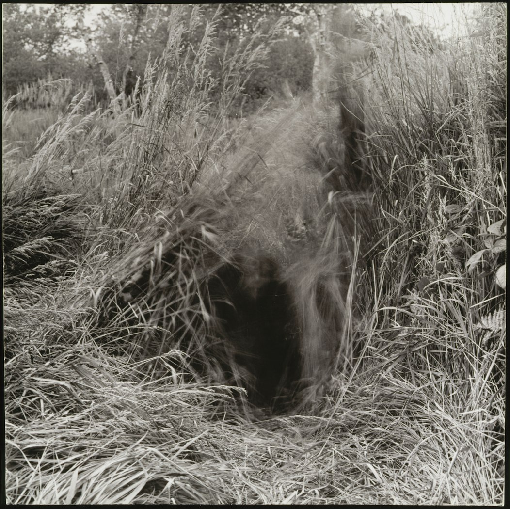 Shaking the Grass