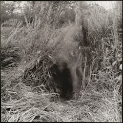 Shaking the Grass