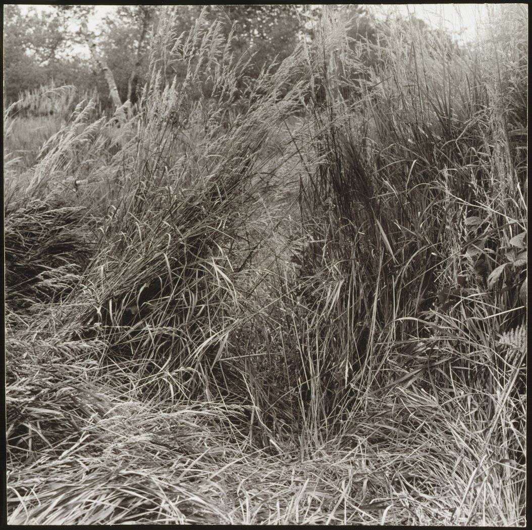 Shaking the Grass