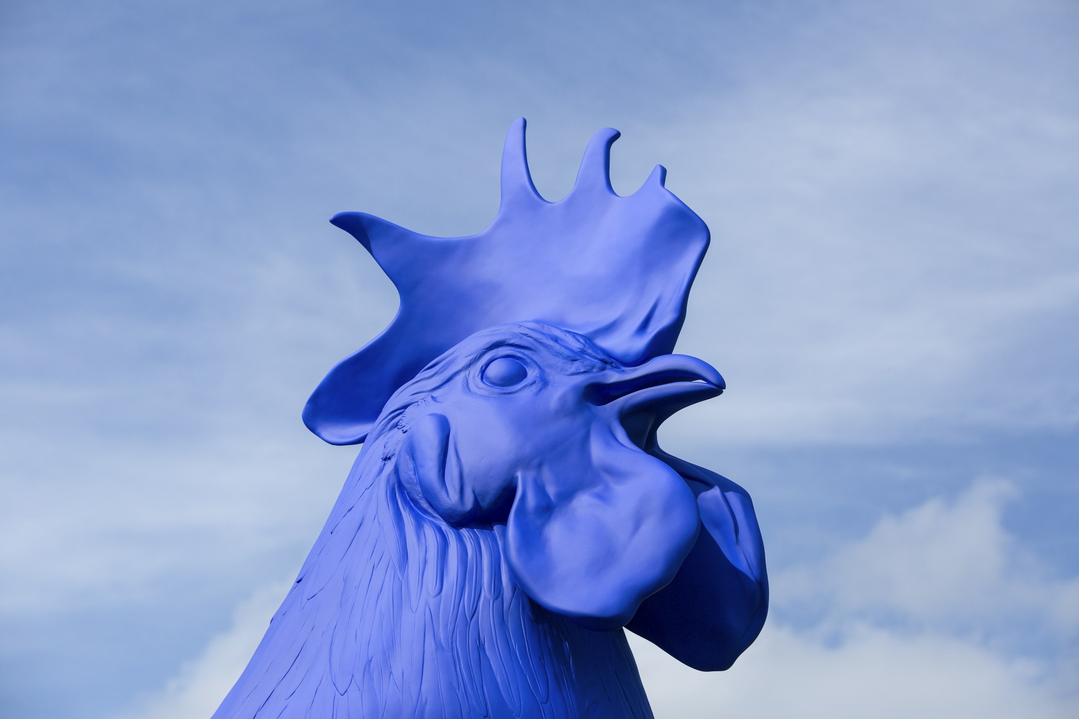 Rooster Head - Blue