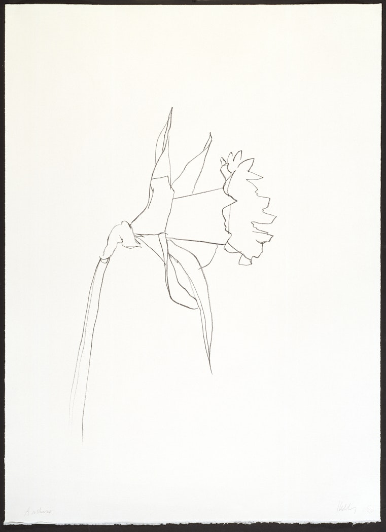 Daffodil