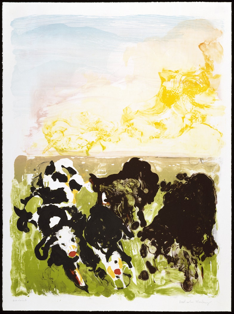 Devonshire Cows