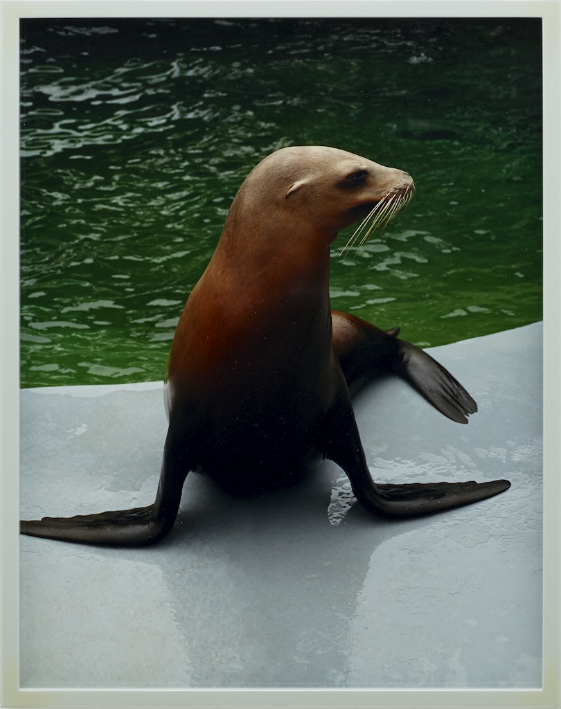 Sea Lion