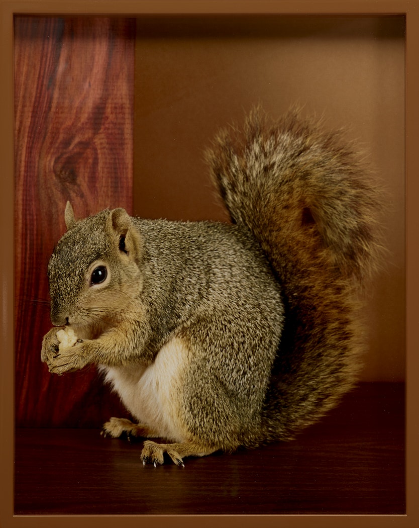 Squirrel