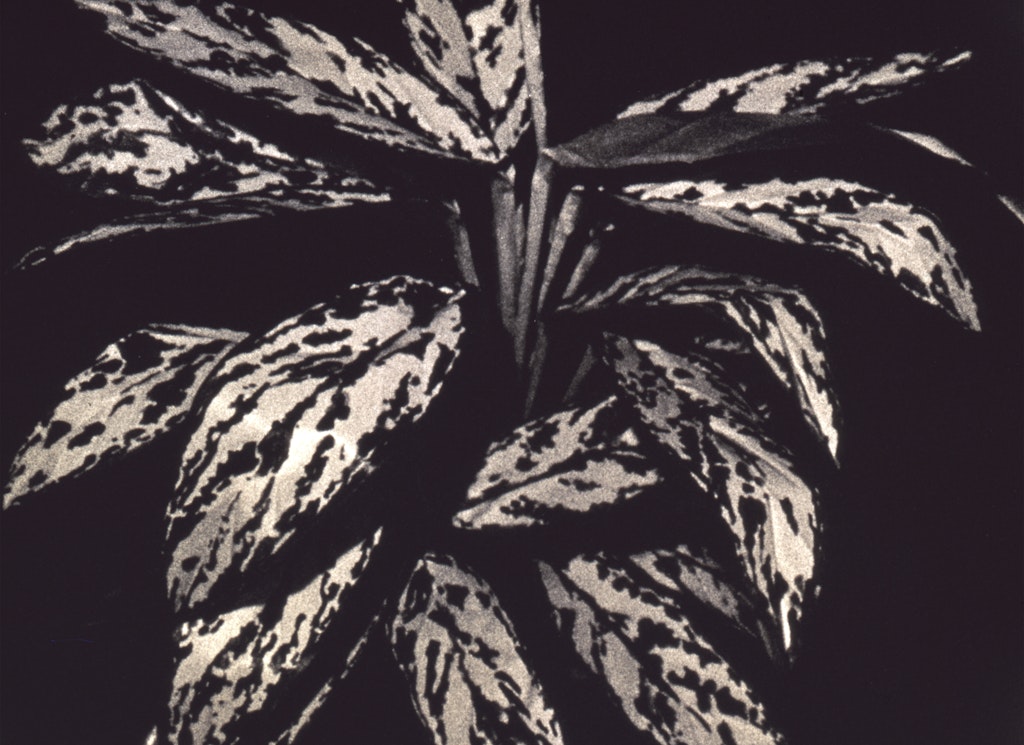 Untitled (Beautiful Place)