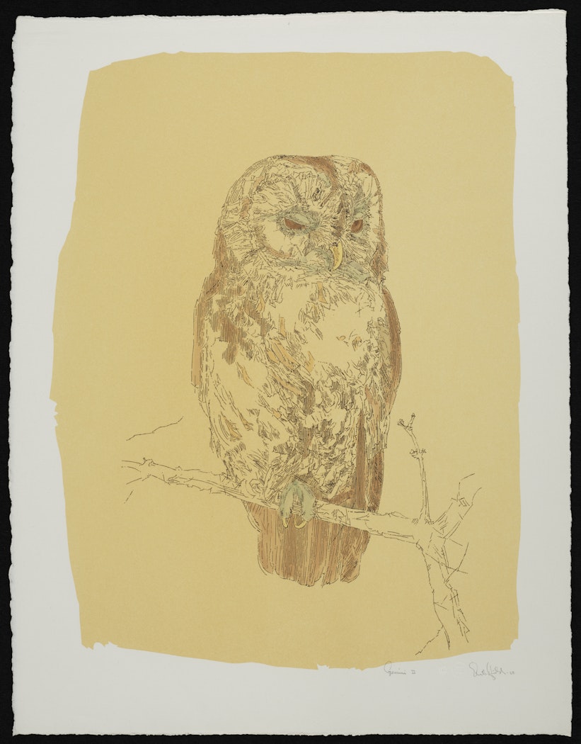 Tawny Owl State I