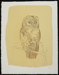 Tawny Owl State I