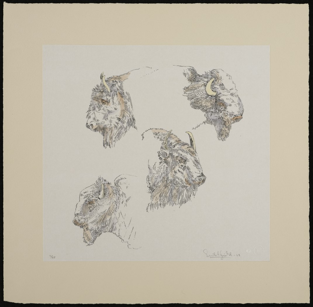 Buffalo Heads