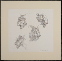 Buffalo Heads