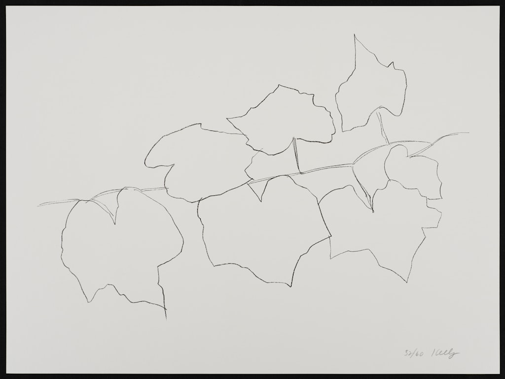 Wild Grape Leaves II