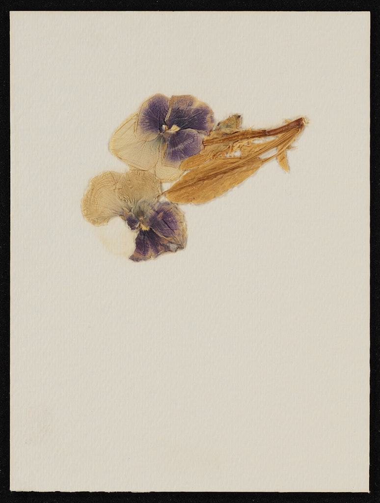 Semen and Flowers