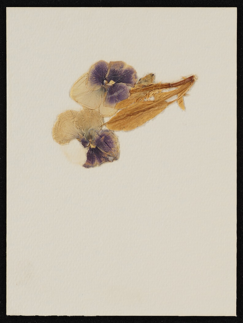 Semen and Flowers