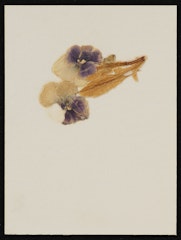 Semen and Flowers