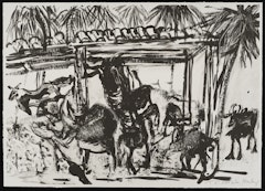 Goats in Shed