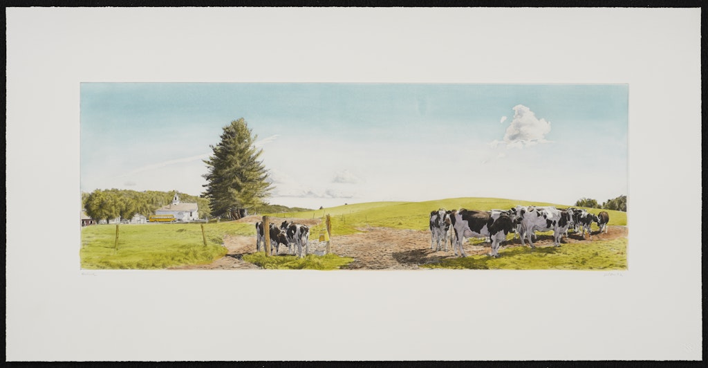 Dairy Cows, North Danville, Vermont