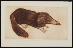 Shrew