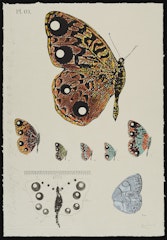 The Album Series Butterfly Feb. 26, 1996