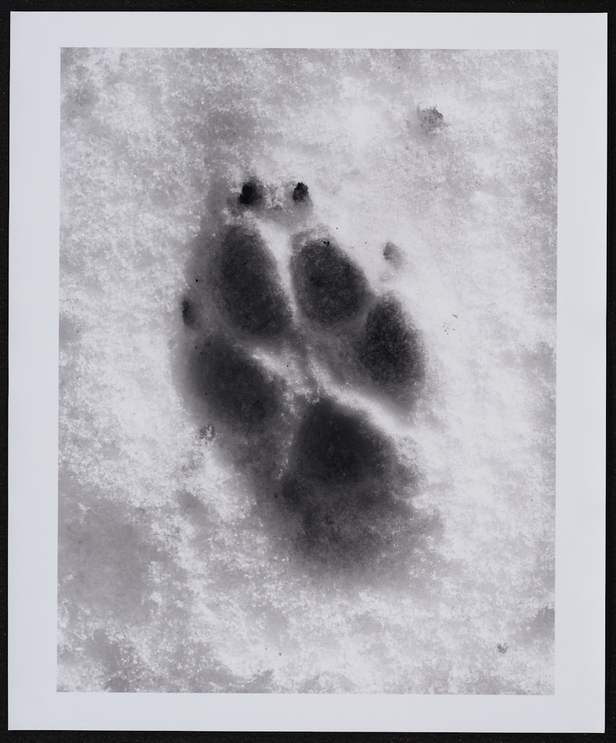 Untitled (Wolf #3)