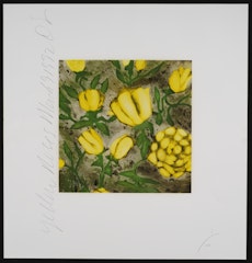 Yellow Roses, March 9, 1992