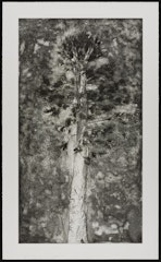 The Pine in a Storm of Aquatint