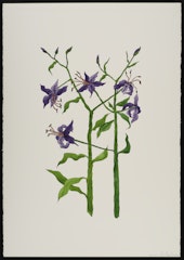 The Lilies
