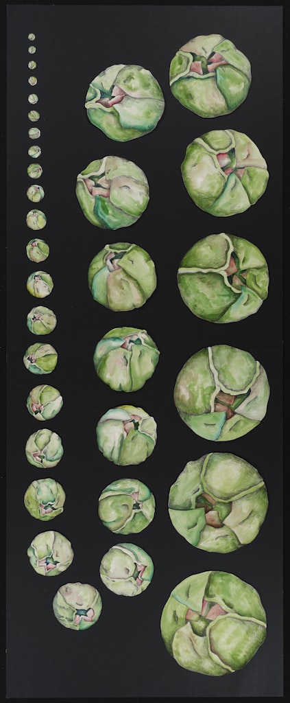 untitled drawing for Crocus (cabbages)