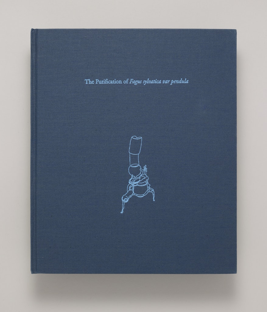 Purification of Faus Sylvatica var Pendula