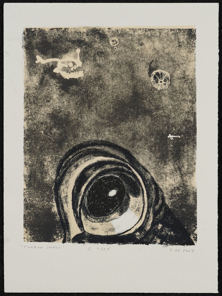 Turban Shell from the portfolio Intimate Immensity