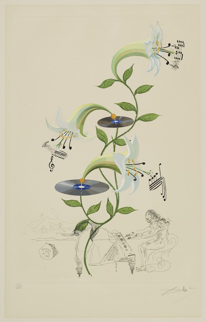 Lilium musicum