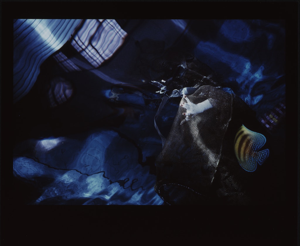 Fish Dream No. 41:  In Search of Illumination