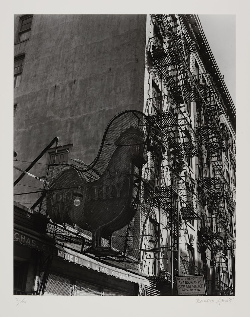 Rooster from the portfolio Retrospective