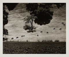 Cattle Paths