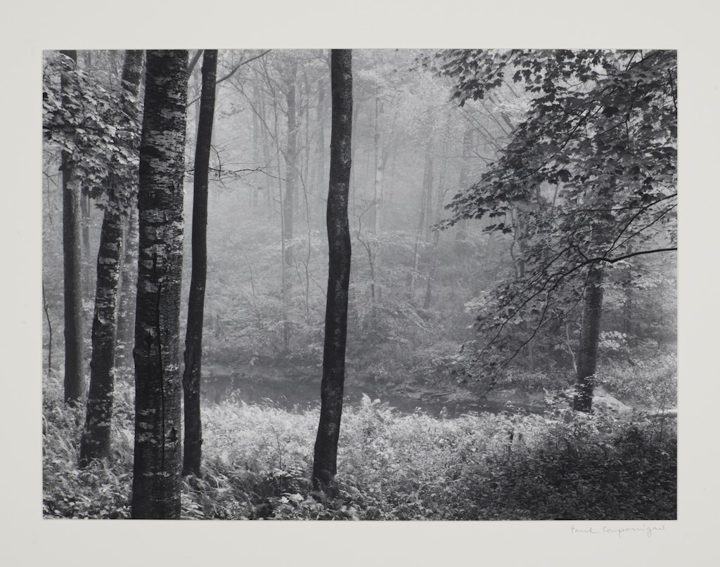 Redding Woods, Connecticut from Portfolio II