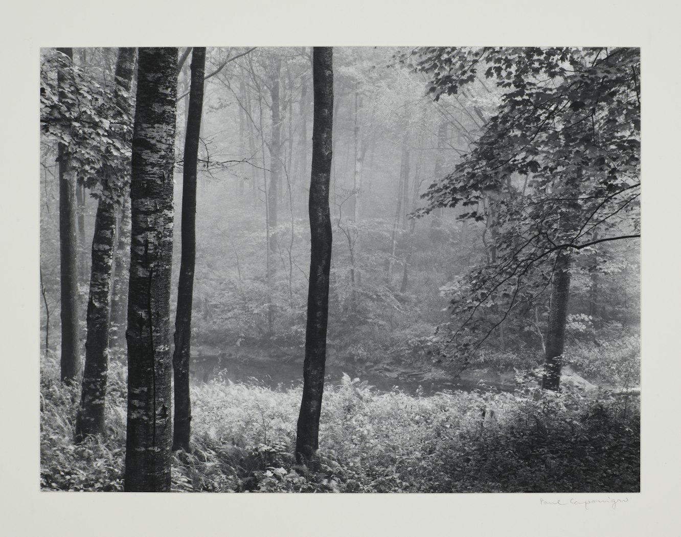 Redding Woods, Connecticut from Portfolio II