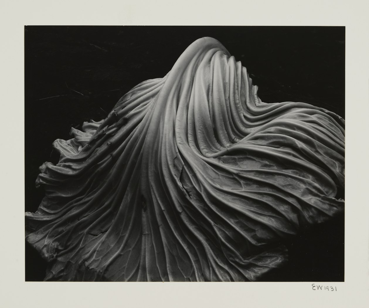 Cabbage Leaf from the 50th Anniversary Portfolio: 1902-1952