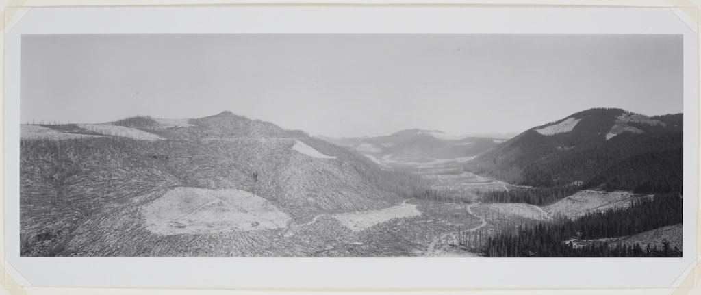 Looking north up Clearwater Creek Drainage from a spot 9.5 miles E. of Mt. St. Helens, Washington 1981 (This small canyon marks the eastern boundry of the effects due to blast and heat)