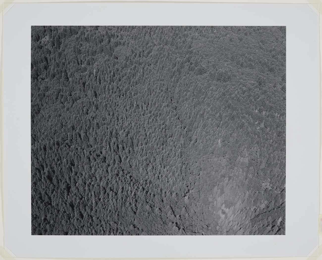 Aerial view: Fir and hardwood forest outside of blast zone - vicinity of Mt. St. Helens, WA 1981
