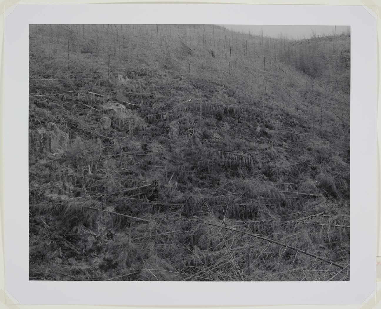 Young Trees - Killed by Heat and Downed by Blast - Hoffstadt Creek drainage - 13 miles NW of Mt. St. Helens, WA 1981