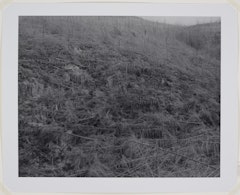 Young Trees - Killed by Heat and Downed by Blast - Hoffstadt Creek drainage - 13 miles NW of Mt. St. Helens, WA 1981