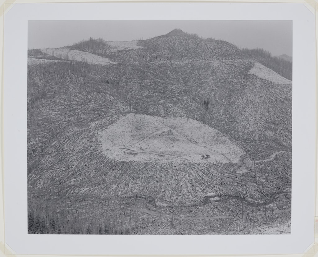 Area clearcut prior to 1980 eruption surrounded by downed trees - Clearwater Creek drainage - 9 miles E. of Mt. St. Helens, WA 1981