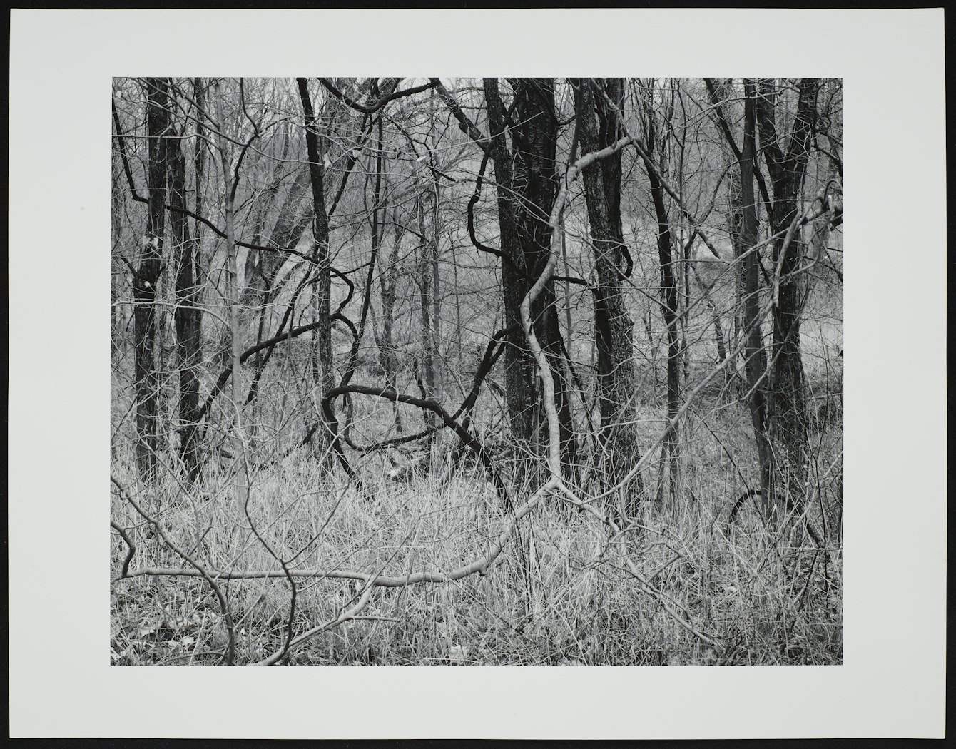 Trees and Vines Wisconsin